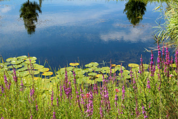 Aquatic Plant Management Services